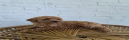 Mini Goldendoodle dogs for sale: Mari - Ad 12