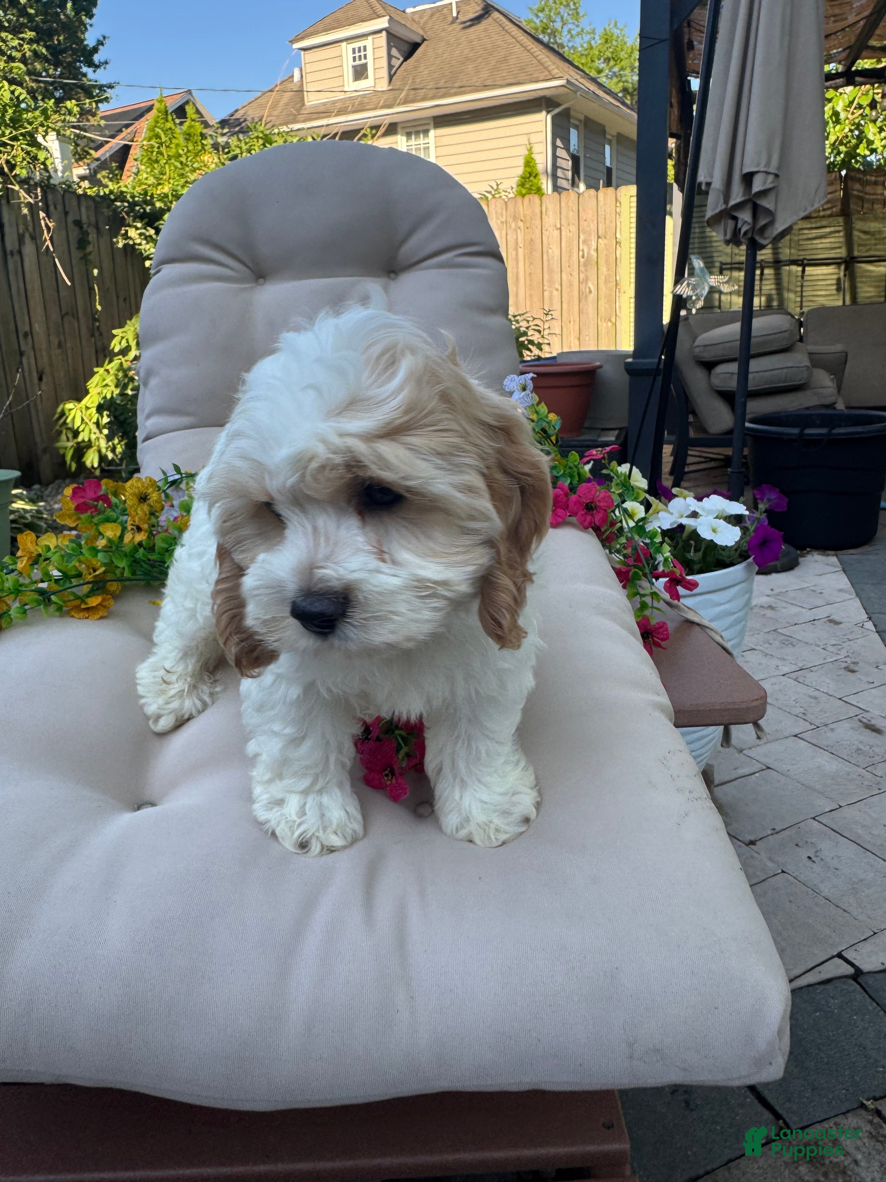 Cockapoo dogs Bunny  - Ad 2