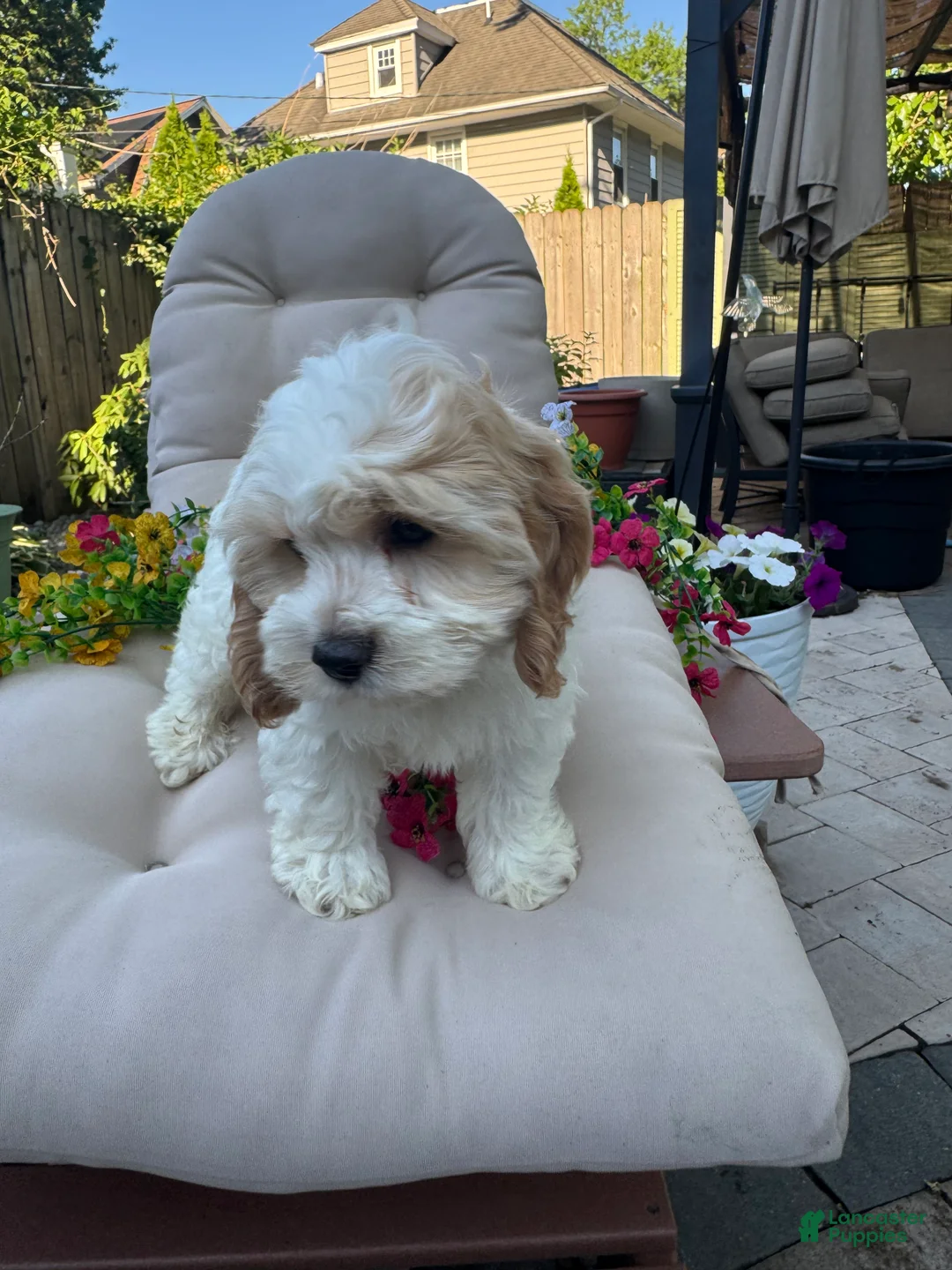 Cockapoo dogs for sale: Bunny  - Ad 2