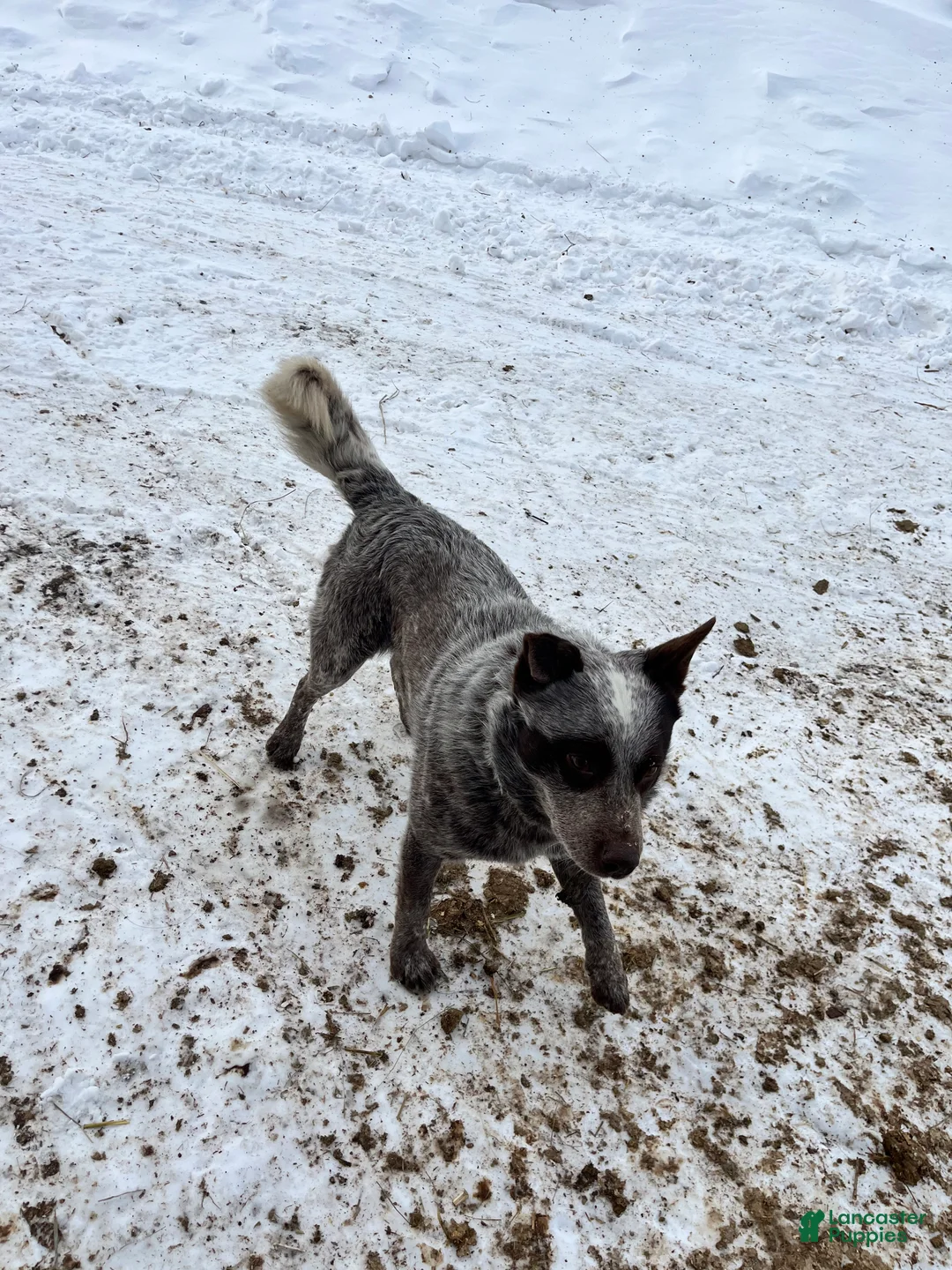 Australian Cattle Dog dogs for sale: Ebony  - Ad 9