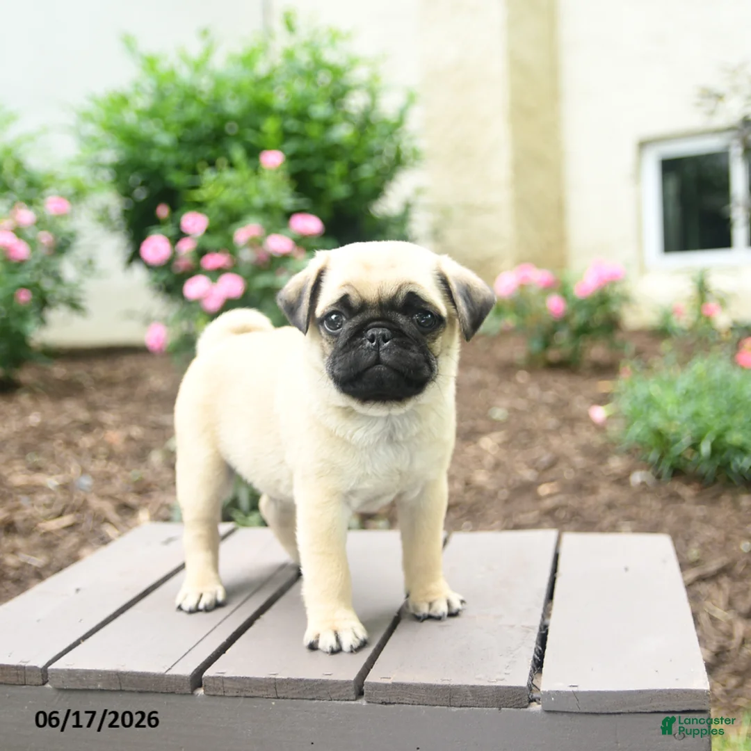 Pug dogs for sale: Kracker - Ad 1