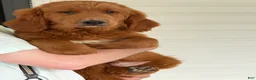 Goldendoodle dogs for sale: Oscar - Ad 1