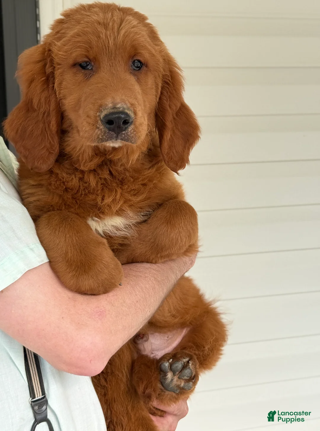 Goldendoodle dogs for sale: Oscar - Ad 1