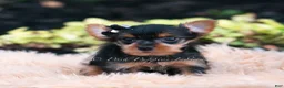 Yorkshire Terrier dogs for sale: Twinkletuft - Ad 3