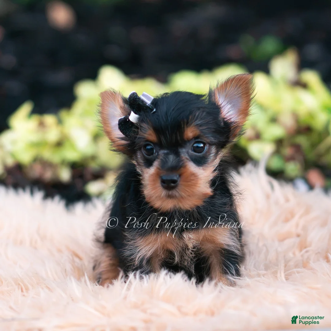 Yorkshire Terrier dogs for sale: Twinkletuft - Ad 3
