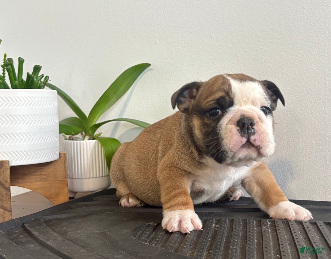 English Bulldog dogs for sale: Chester - Ad 3