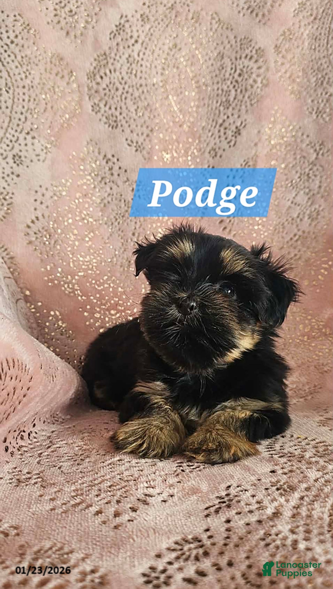 Shorkie dogs for sale: Podge - Ad 3