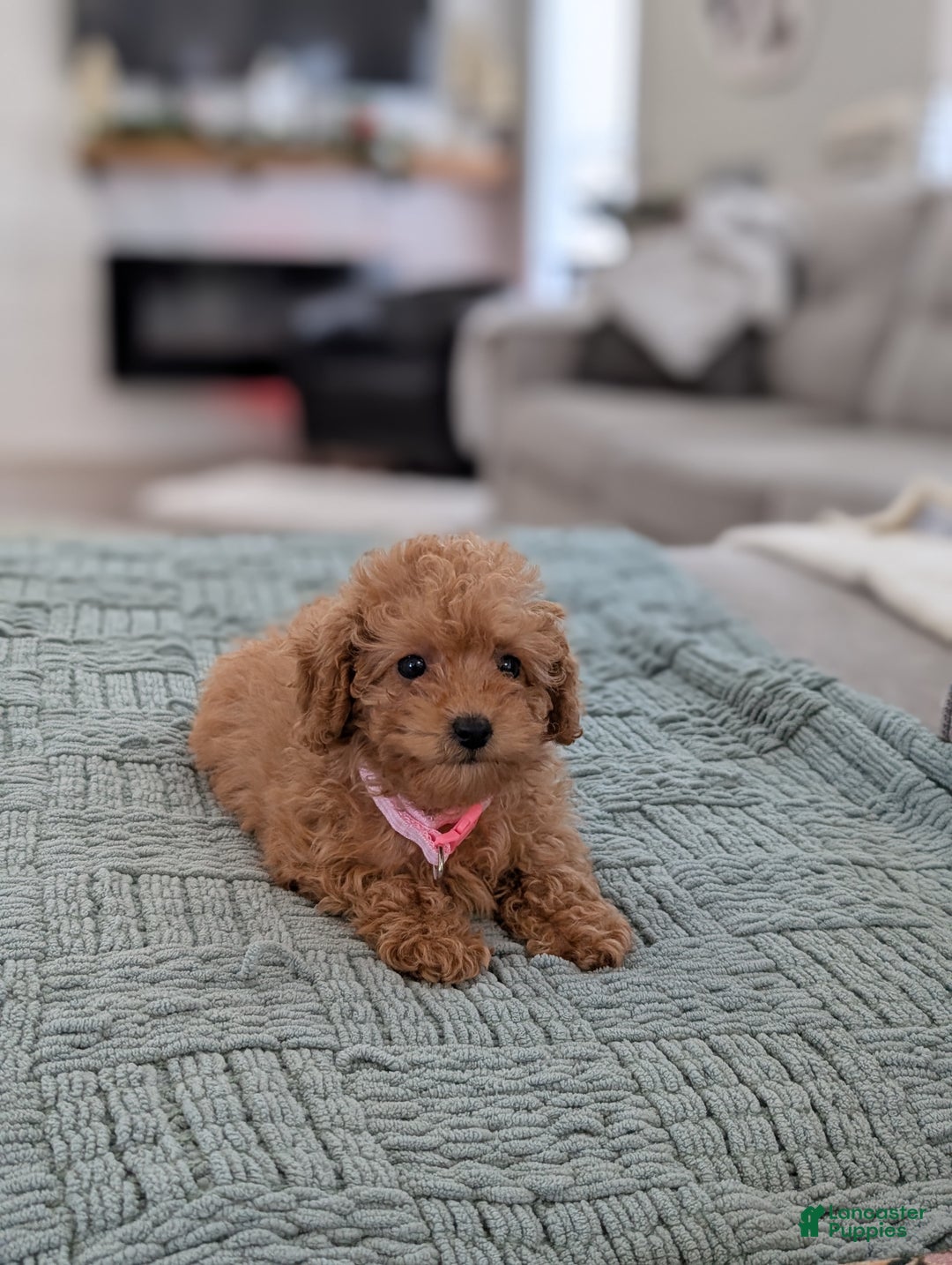 Toy Poodle dogs for sale: Amelia  - Ad 2