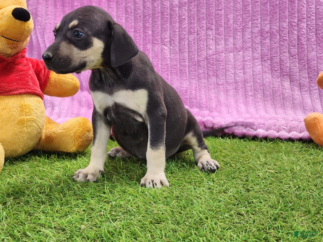 Catahoula Leopard Dog dogs for sale: Tess 2025 Female 1 - Ad 5