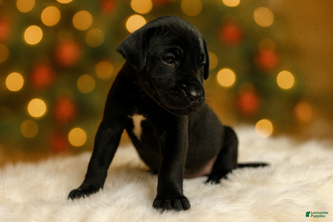 Great Dane dogs for sale: Independent  - Ad 3