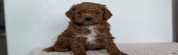 Cavapoo dogs for sale: Rocky - Ad 3