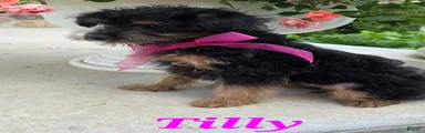 Tilly