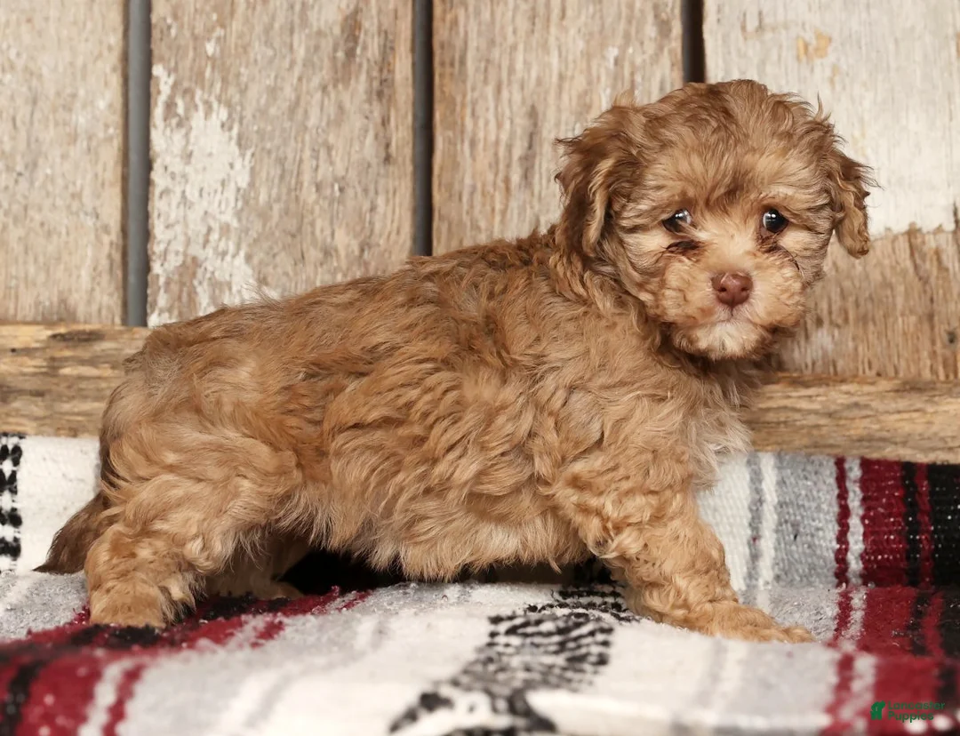 Havapoo dogs for sale: Sophie - Ad 5