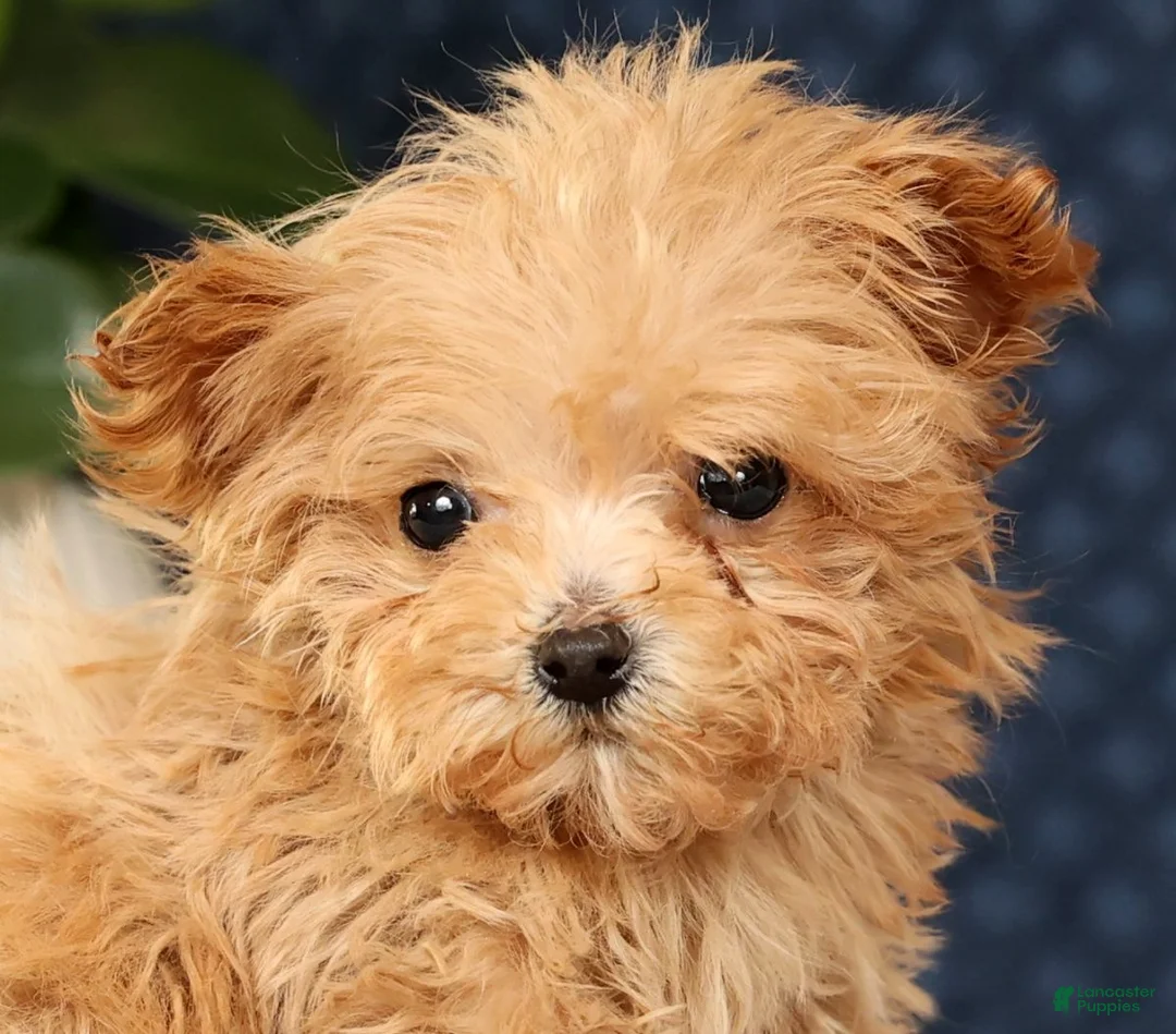 Havapoo dogs for sale: Uma - Ad 9