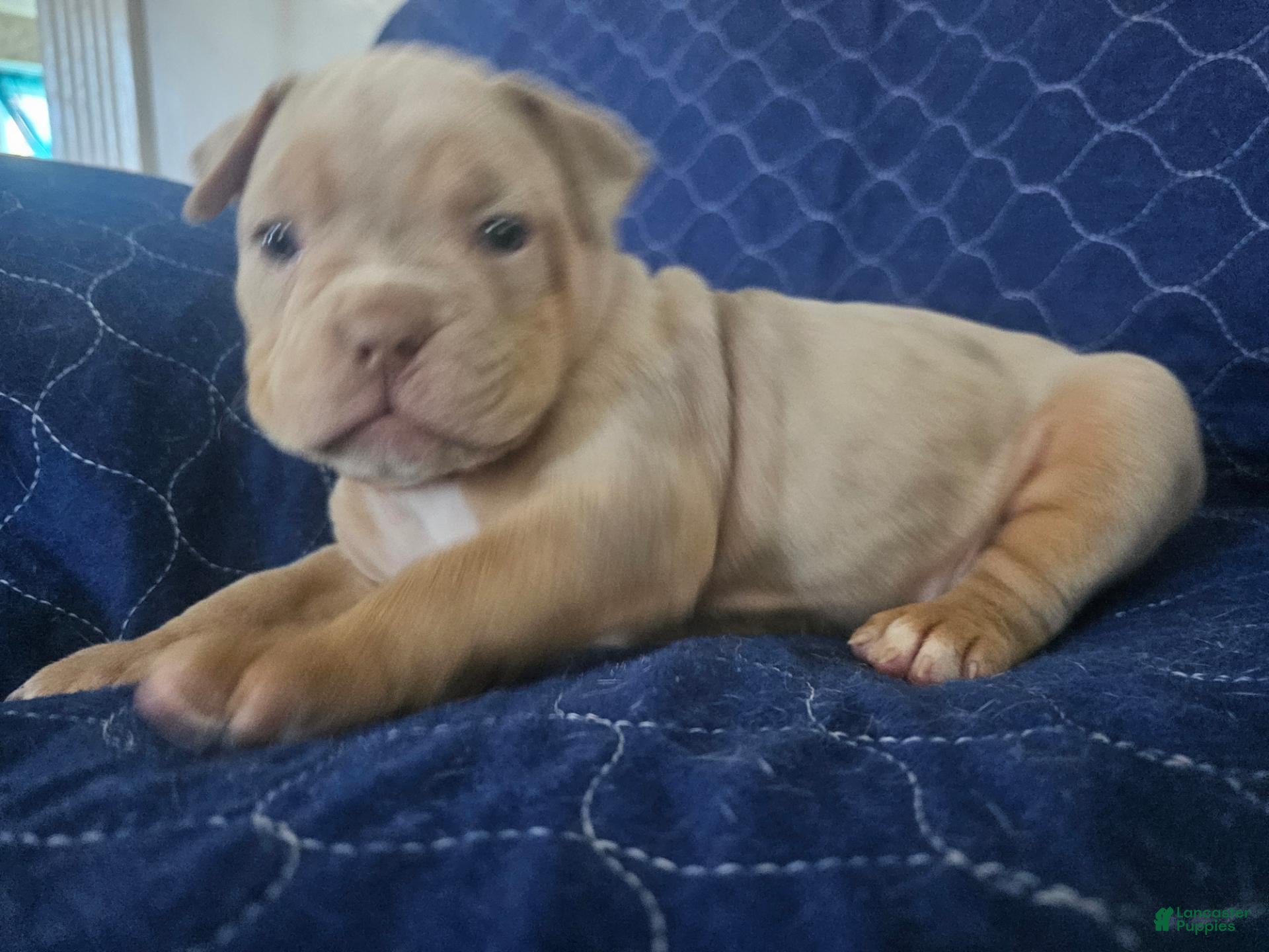 Olde English Bulldogge dogs for sale: Olde English Bulldogge 5 - Ad 17