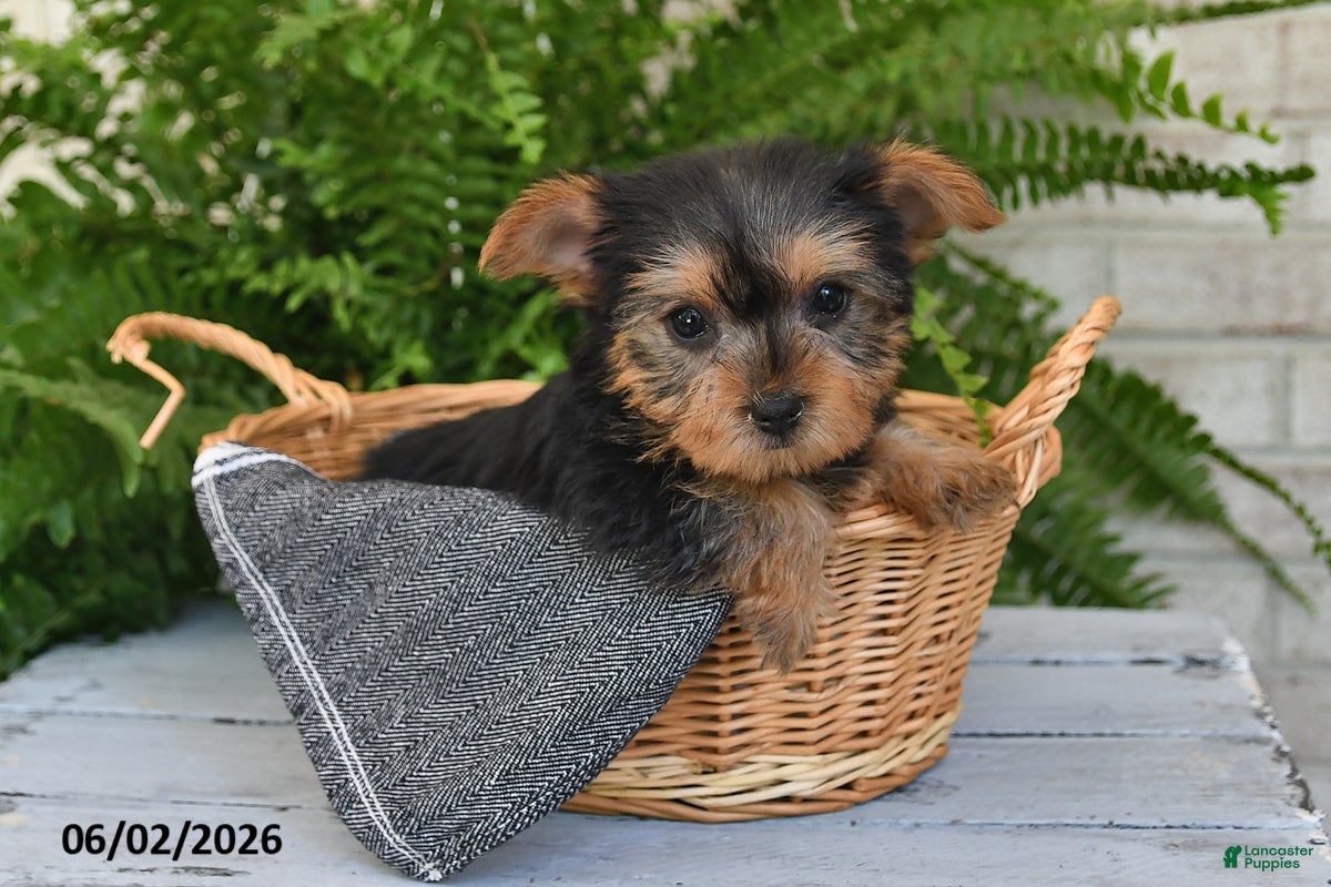 Yorkshire Terrier dogs for sale: Muffin - Ad 2