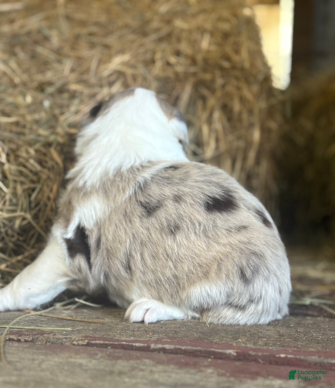 Australian Shepherd dogs for sale: Roxy - Ad 5
