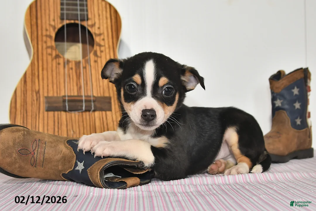 Mixed Breed dogs for sale: Bear - Ad 3