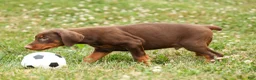 Doberman Pinscher dogs for sale: DASHER - Ad 11