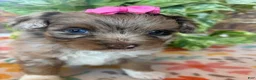 Pomapoo dogs for sale: Pomapoo 3 - Ad 2