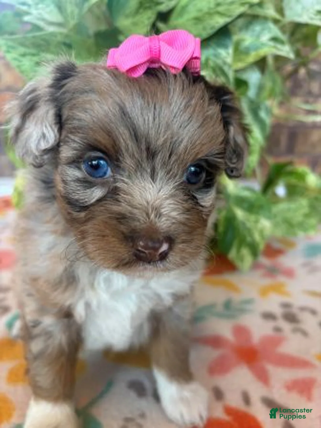 Pomapoo dogs for sale: Pomapoo 3 - Ad 2