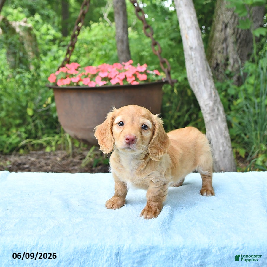 Miniature Dachshund dogs Preston - Ad 2