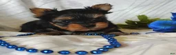 Yorkshire Terrier dogs for sale: Ernie - Ad 4