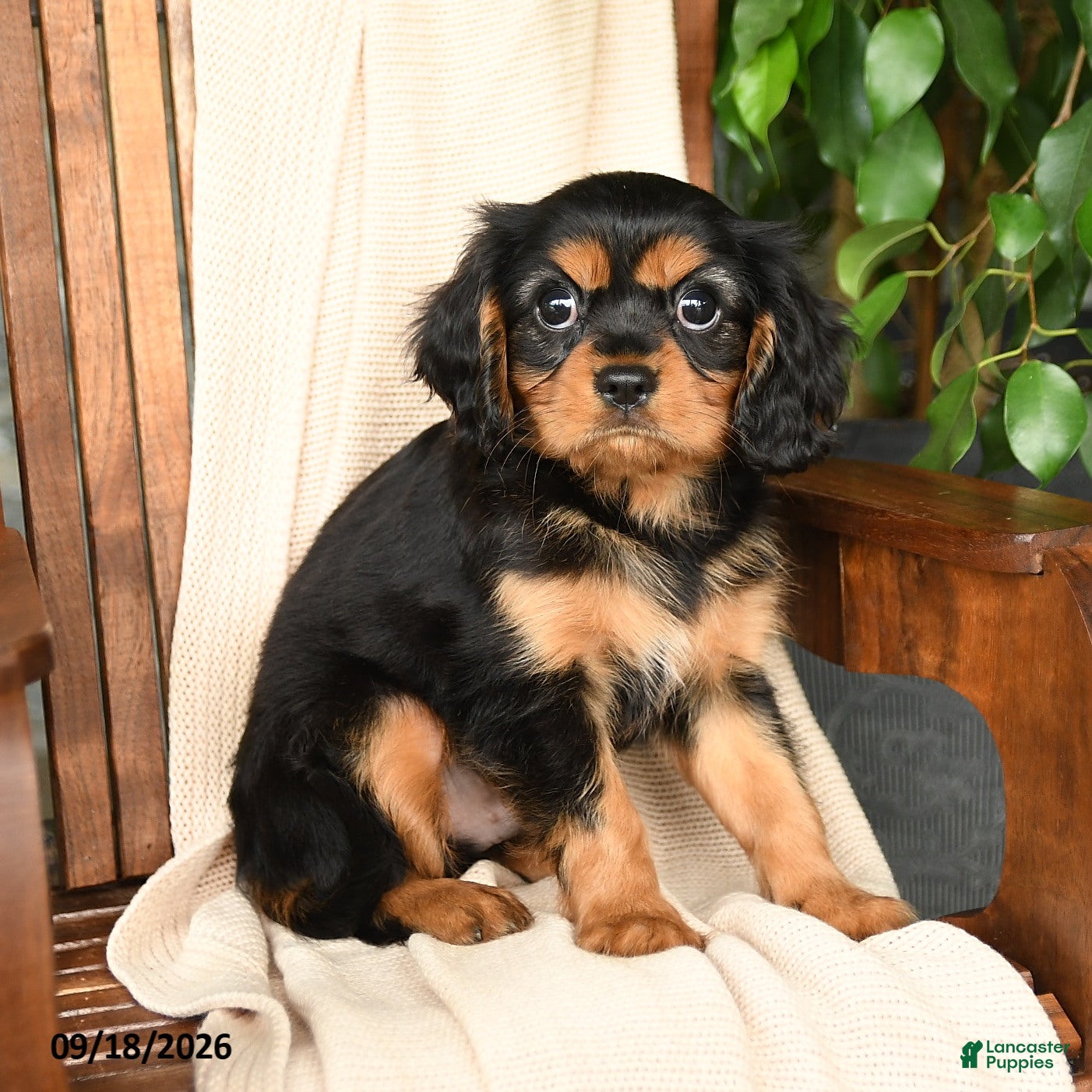 Cavalier King Charles Spaniel dogs Mocha - Ad 1
