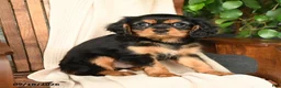 Cavalier King Charles Spaniel dogs for sale: Mocha - Ad 1