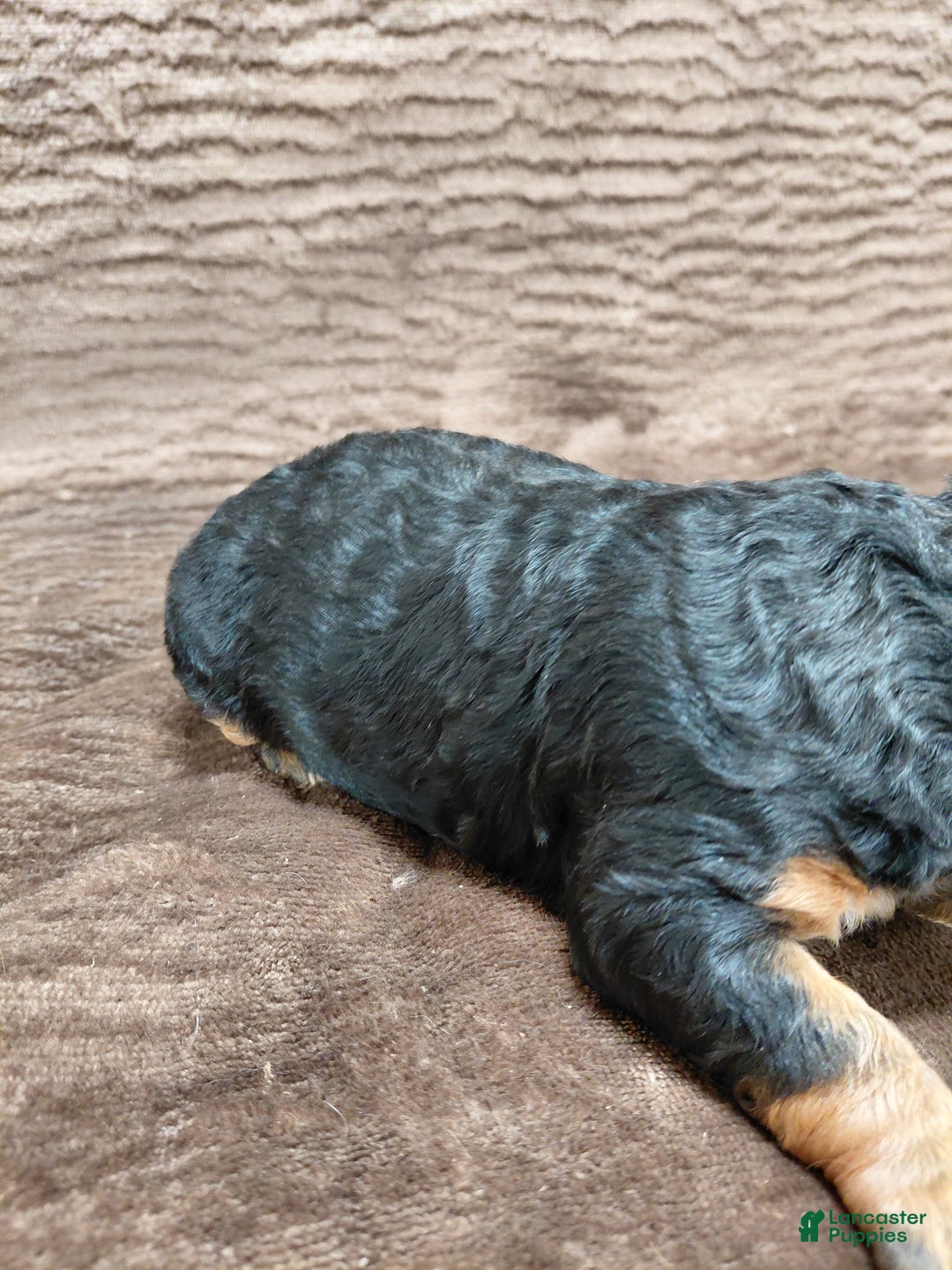 Bernedoodle dogs for sale: Bear - Ad 8