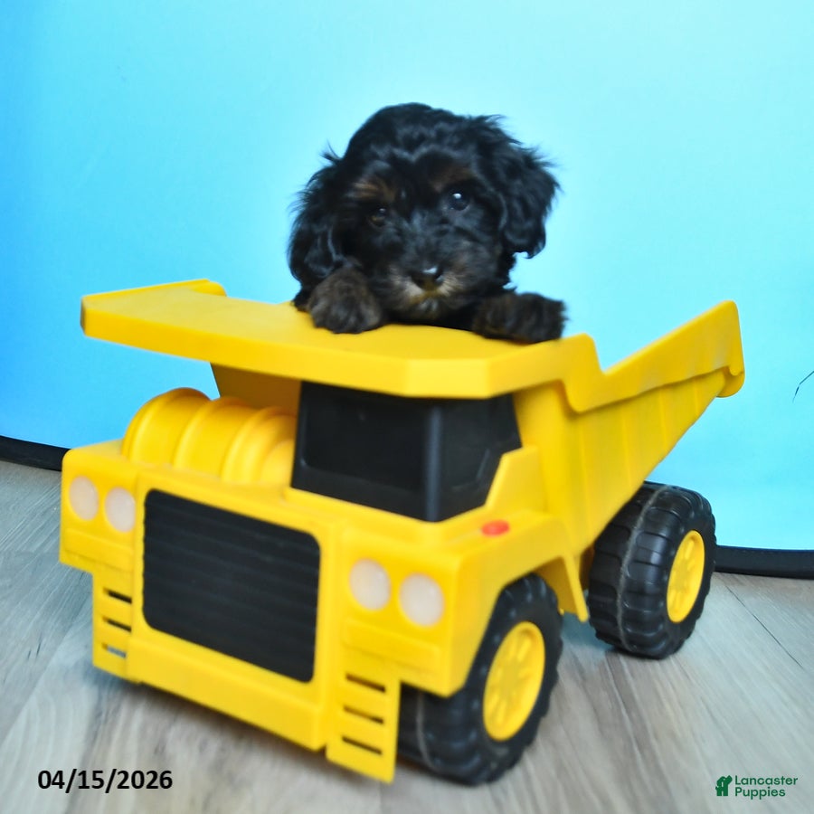 Havapoo dogs Button - Ad 2