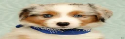 Miniature Australian Shepherd dogs for sale: Blue - Ad 9