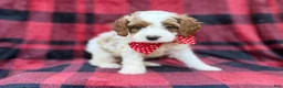 Cavapoo dogs for sale: Duke - Ad 7