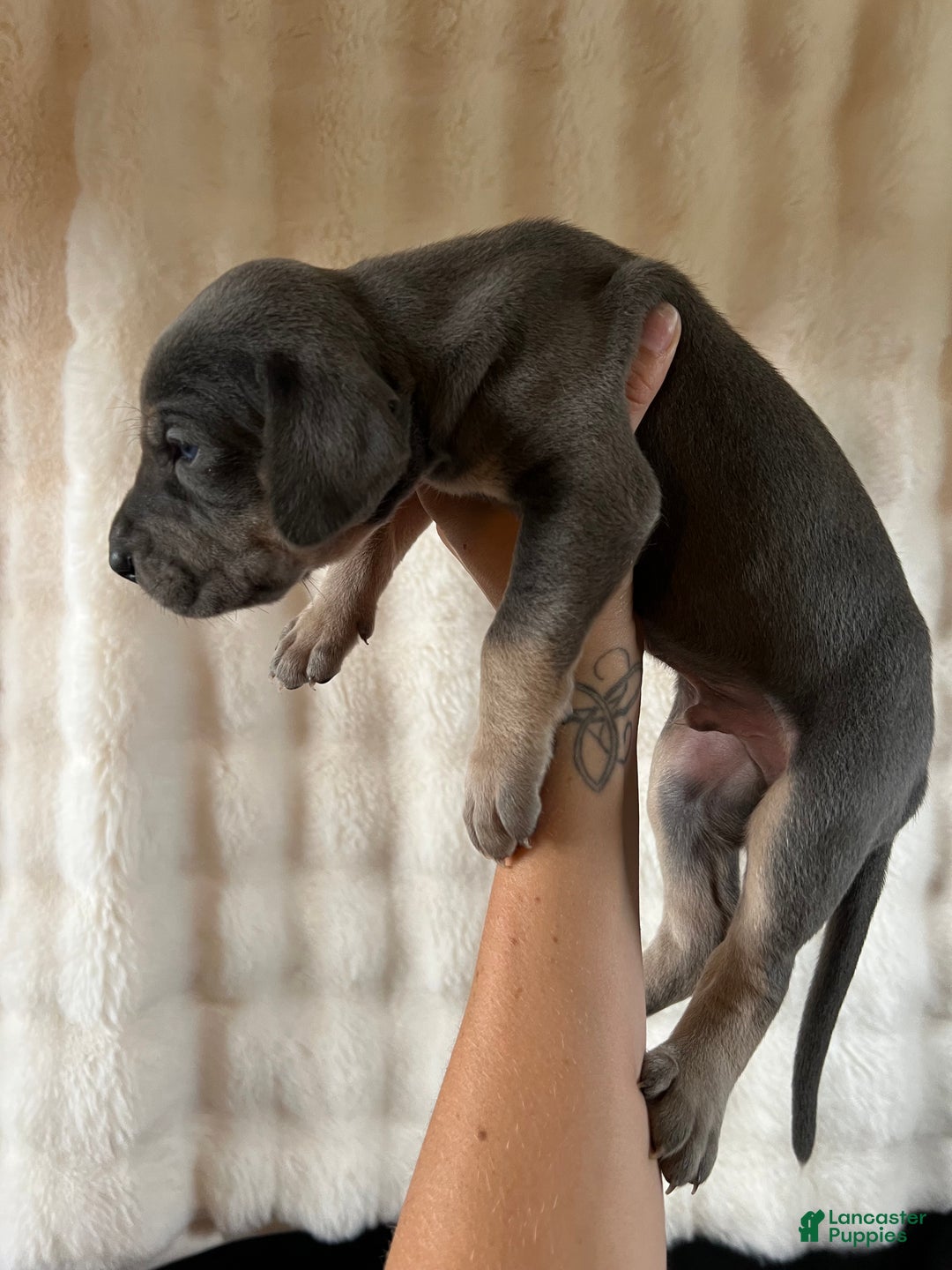 Great Dane dogs for sale: Sweetheart  - Ad 1