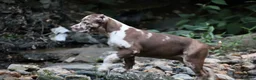 American Bully dogs for sale: Polaris - Ad 7