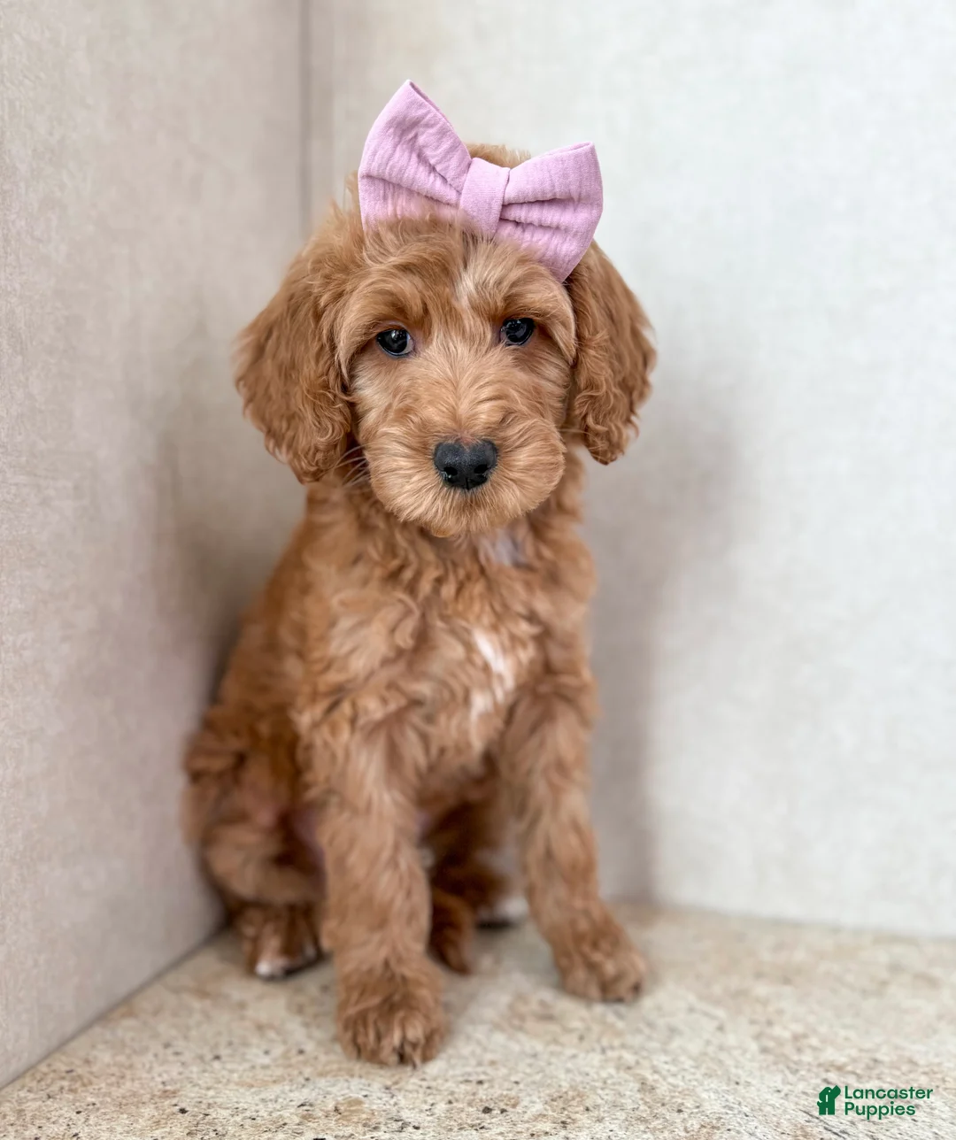 Goldendoodle dogs for sale: Juniper - Ad 1
