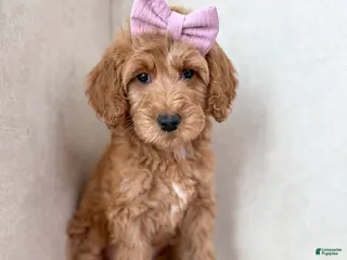 Goldendoodle dogs Juniper - Ad 3