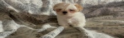 Shih Tzu dogs for sale: Shih Tzu Puppy 1 - Ad 30