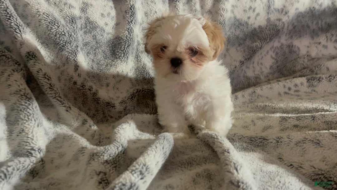 Shih Tzu dogs for sale: Shih Tzu Puppy 1 - Ad 30