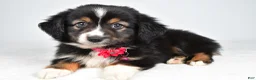 Miniature Australian Shepherd dogs for sale: Vanessa - Ad 6