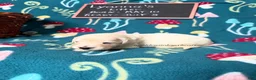 Golden Retriever dogs for sale: Misty - Ad 35
