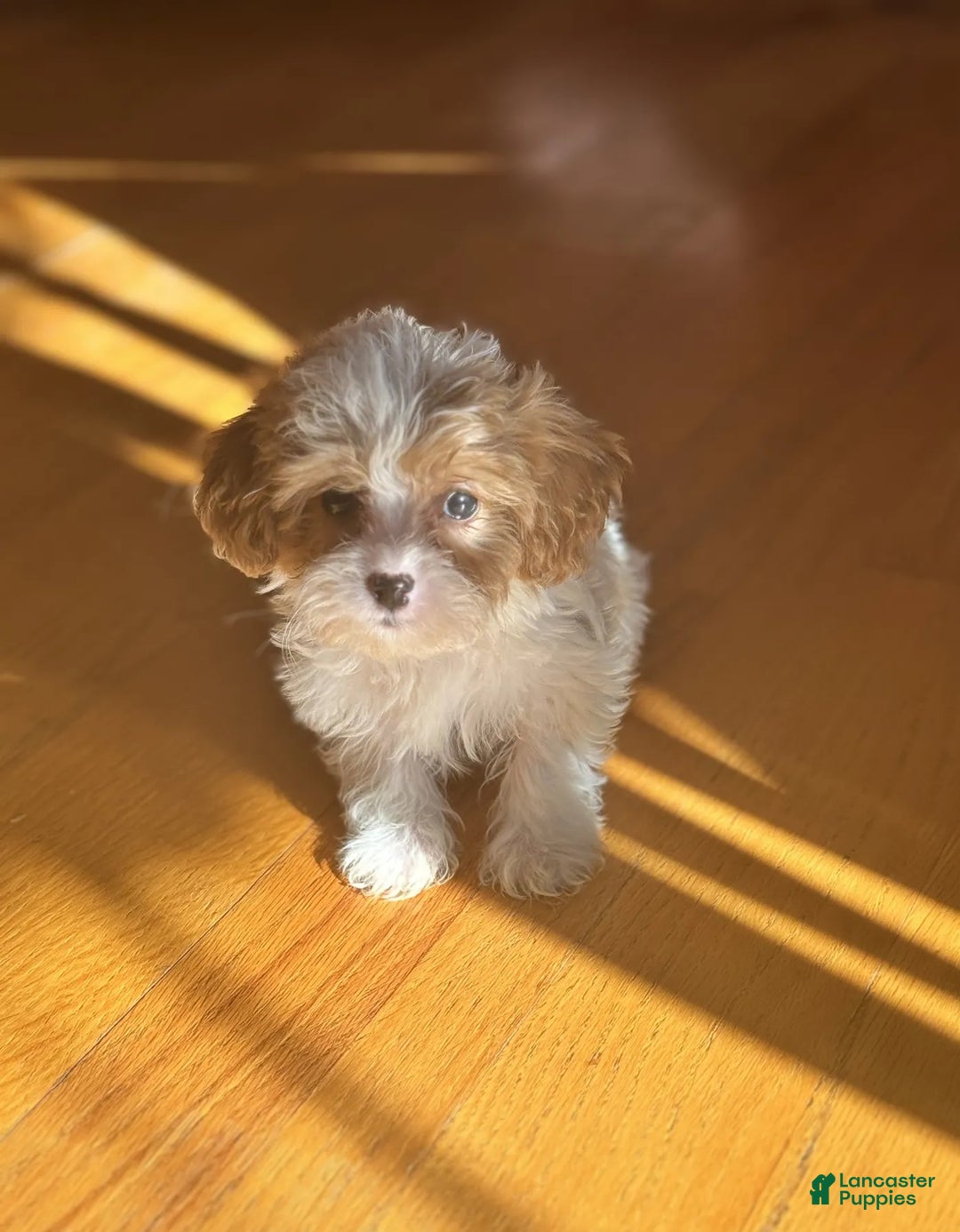 Cavapoo dogs for sale: Emma - Ad 2