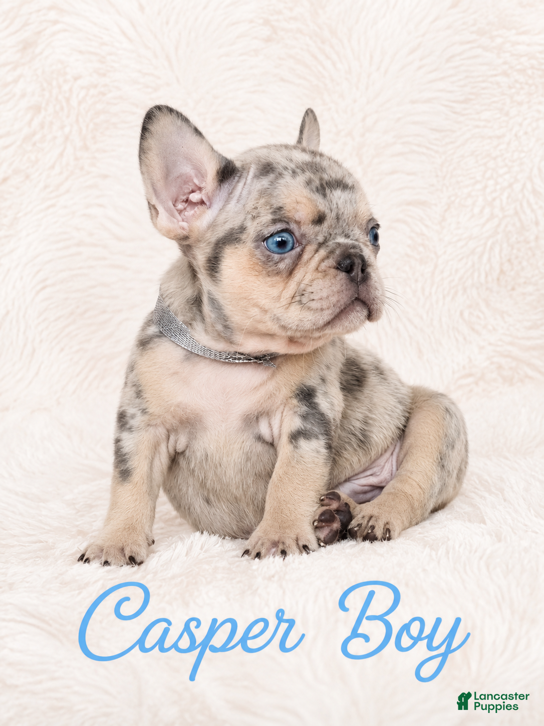 French Bulldog dogs Casper Boy - Ad 2