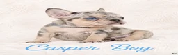 French Bulldog dogs for sale: Casper Boy - Ad 2