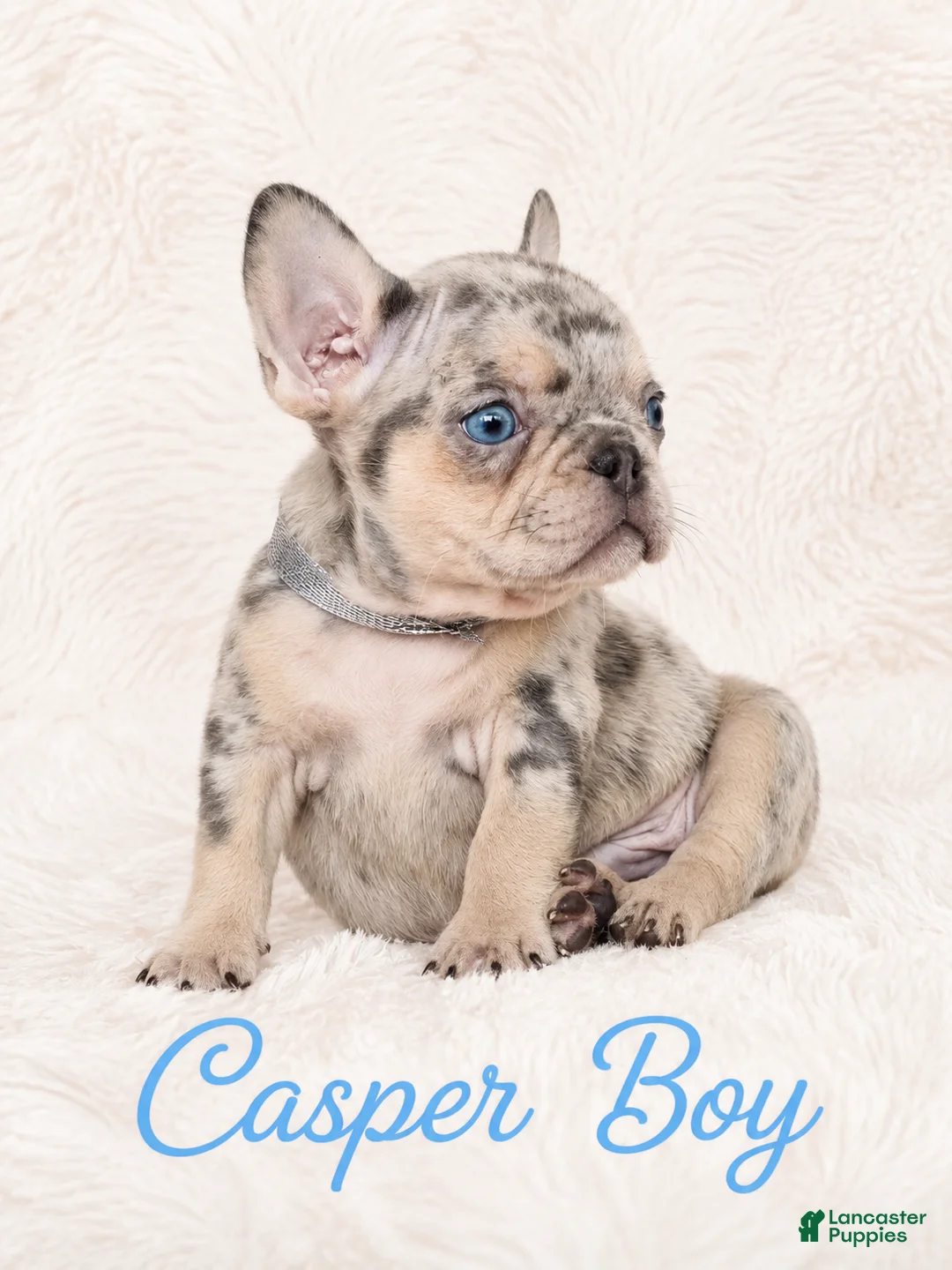 French Bulldog dogs for sale: Casper Boy - Ad 2