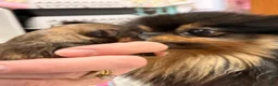 Pomeranian dogs for sale: Junior - Ad 6