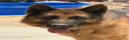 German Shepherd dogs for sale: German Shepherd 1 - Ad 4