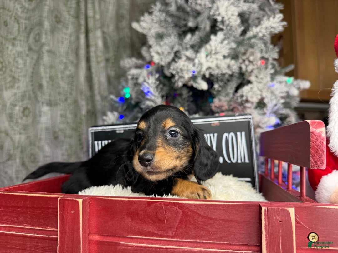 Miniature Dachshund dogs for sale: Import Akc PRA clear - Ad 17