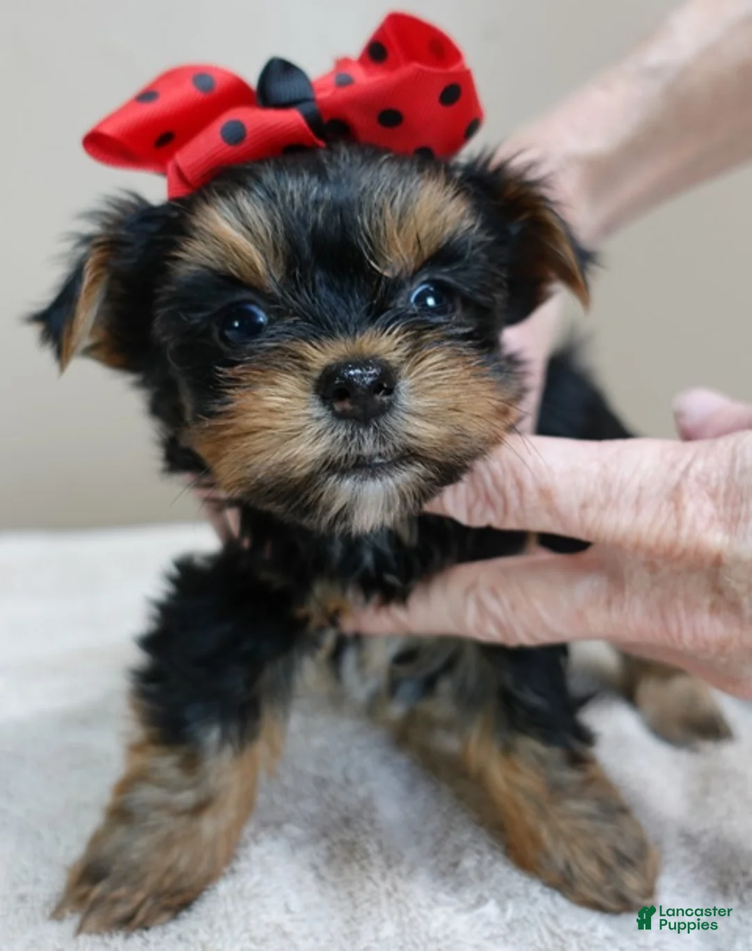 Yorkshire Terrier dogs for sale: Nutmeg 1 lb 5 ozs - Ad 1