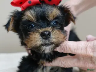 Yorkshire Terrier dogs Nutmeg 1 lb 5 ozs - Ad 11
